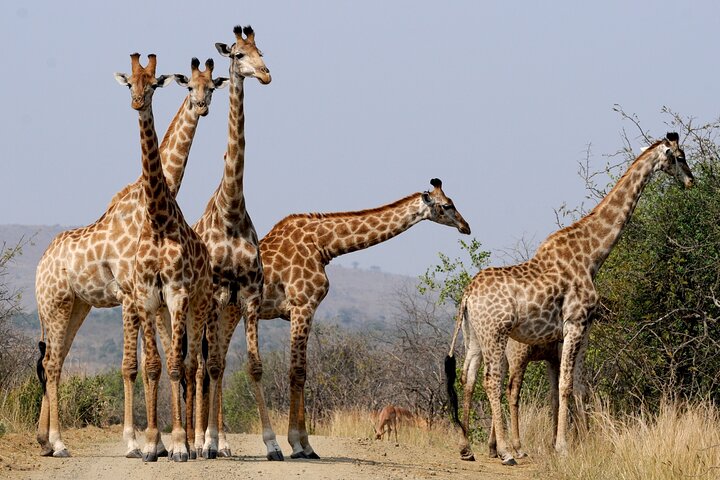 Private Tour : Africa's Big 5 Aquila Safari & Wine - Image 5