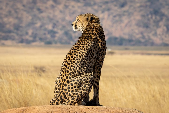 Private Tour: Big 5 Inverdoorn Private Game Reserve & Wine Tasting  - Image 1