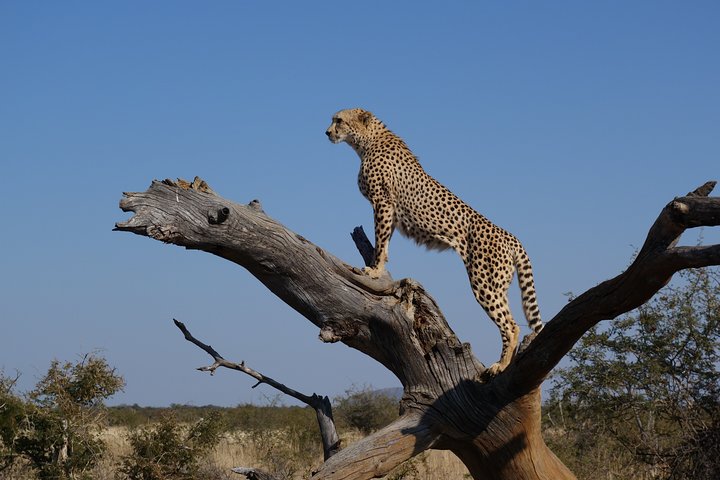 Private Tour: Big 5 Inverdoorn Private Game Reserve & Wine Tasting  - Image 5