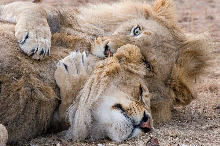 Private Tour: Big 5 Inverdoorn Private Game Reserve & Wine Tasting  - Image 2