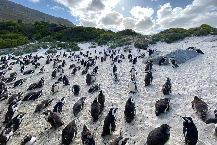 Private Tour: Cape of Good Hope, Cape point and Boulders Beach - Image 3