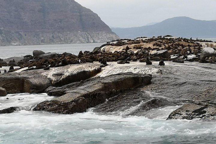 Private Tour: Cape of Good Hope Cape Point Penguins Kirstenbosch - Image 3