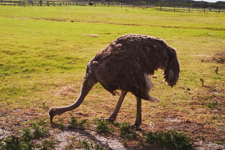 Private Tour: Cape of Good Hope Cape Point Penguins Kirstenbosch - Image 4