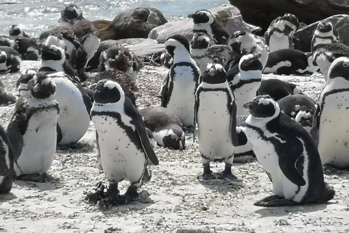 Private Tour: Cape of Good Hope Cape Point Penguins Kirstenbosch - Image 5