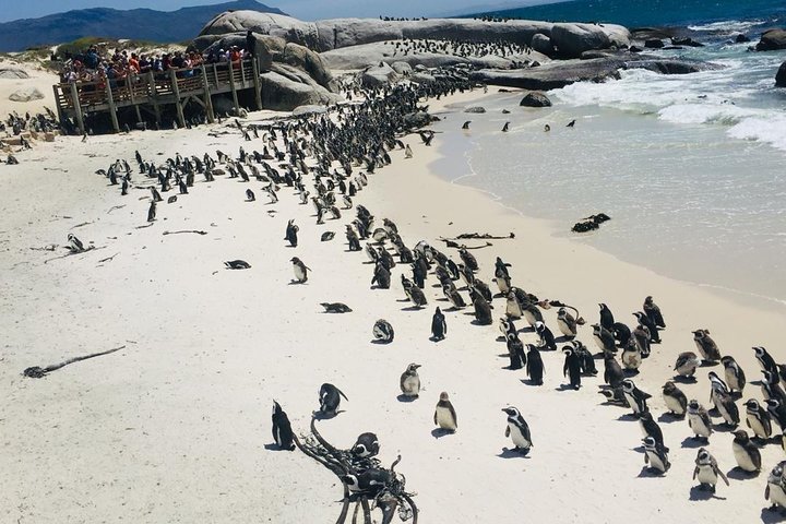 Private Tour Cape of Good Hope & Penguins Sightseeing Full day  - Image 3