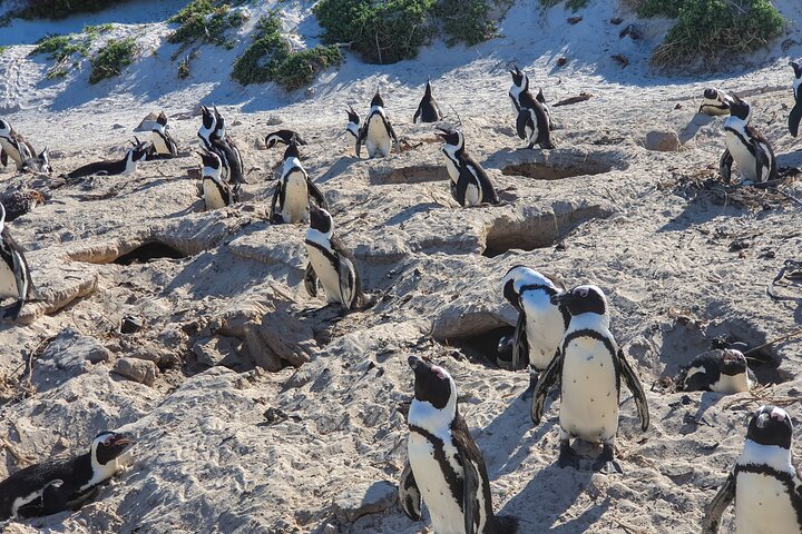 Private Tour Cape of Good Hope & Penguins Sightseeing Full day  - Image 5