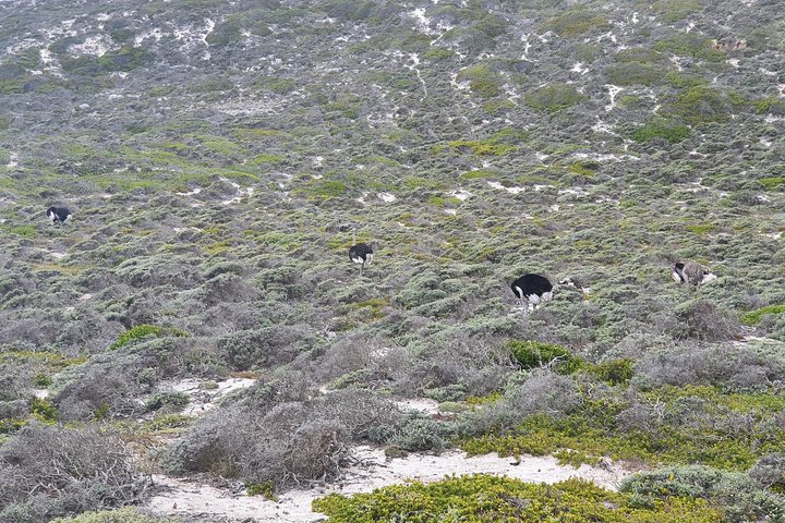 Private Tour Cape of Good Hope & Penguins Sightseeing Full day  - Image 4