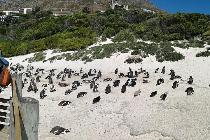 Private Tour - Cape Peninsula  - Image 1