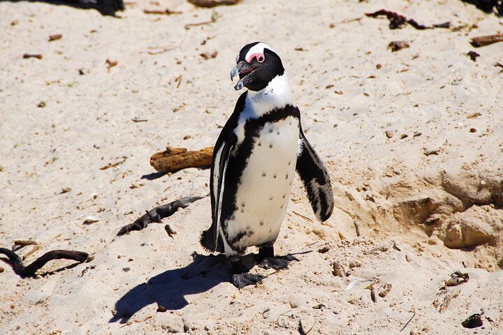 Private Tour: Cape Peninsula & Penguin Beach, Cape Point & more - Image 5