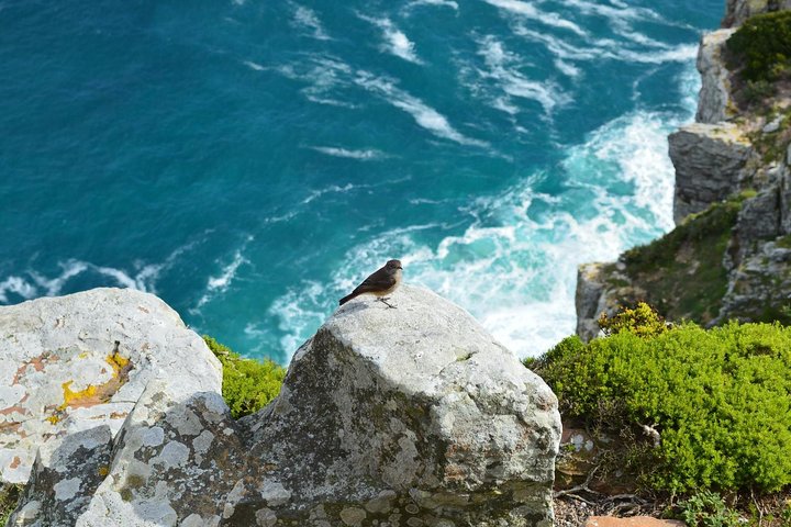 Private Tour : Hermanus Whale Watching and Wine - Image 1