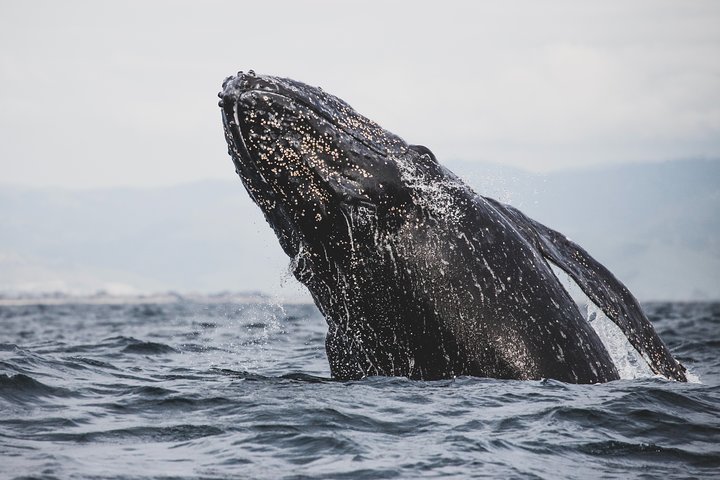 Private Tour : Hermanus Whale Watching and Wine - Image 2