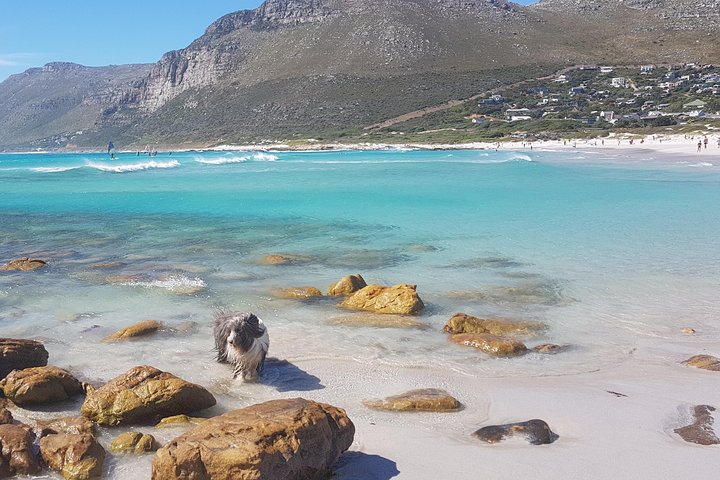 Private Tour Of Penguins, Cape Of Good Hope & Peninsula. - Image 1