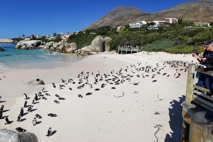 Private Tour Of Penguins, Cape Of Good Hope & Peninsula. - Image 4