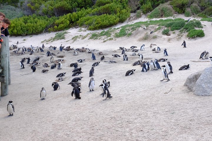 Private Tour : Table Mountain and Penguins with Cape of Good Hope - Image 4