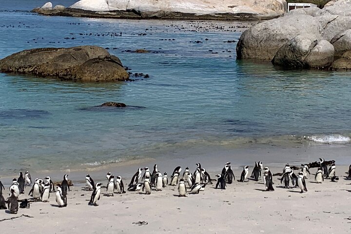 Private Tour: Table Mountain Boulder's Beach Penguin Cape Point - Image 5