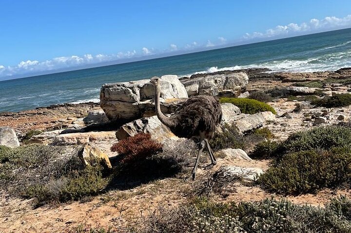 Private Tour: Table Mountain Boulder's Beach Penguin Cape Point - Image 2