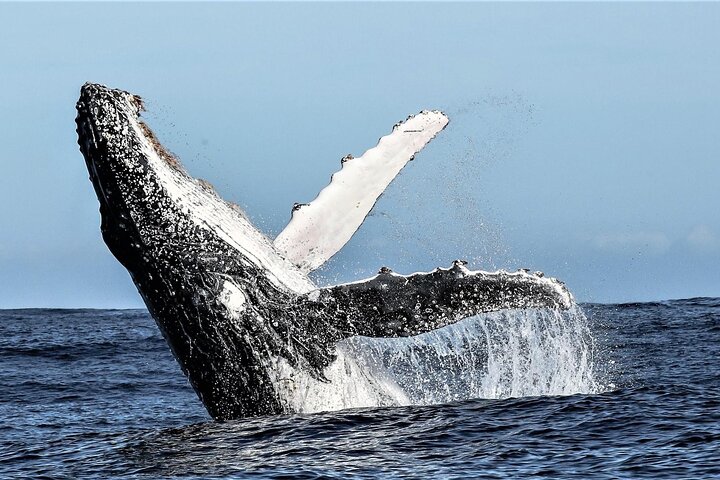 Private Tour: Whale Watching Shared Boat Trip from Cape Town - Image 1
