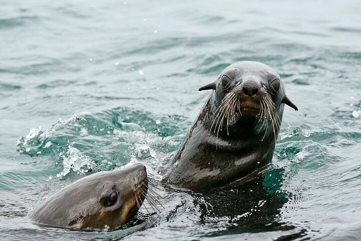 Private Tour: Whale Watching Shared Boat Trip from Cape Town - Image 4