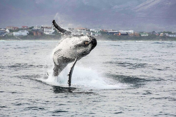 Private Tour: Whale Watching Shared Boat Trip from Cape Town - Image 2