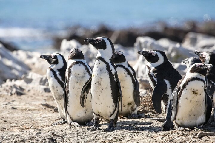 Private Tour: Whale Watching Shared Boat Trip from Cape Town - Image 5