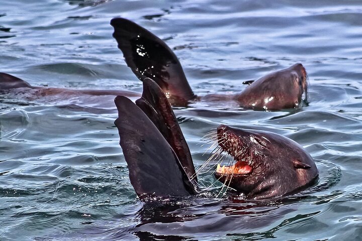 Private Tour: Whale Watching Shared Boat Trip from Cape Town - Image 3