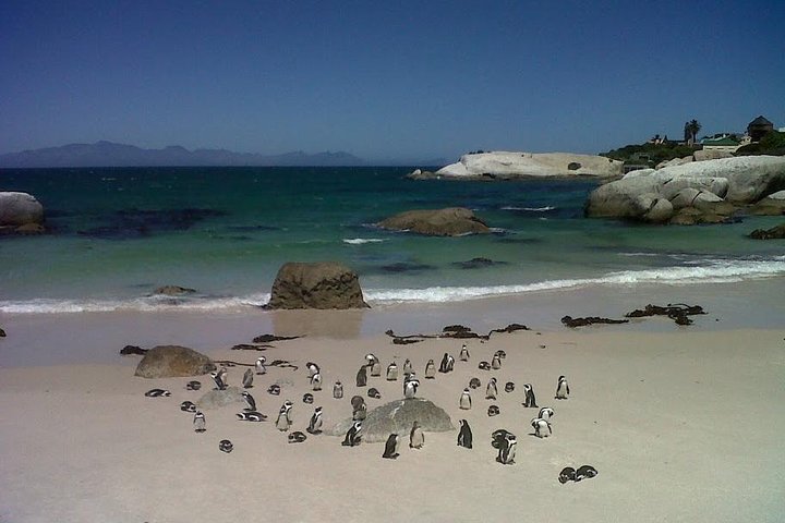 Private Tour with Wine Expert to Cape of Good Hope & Constantia Wine Region - Image 4
