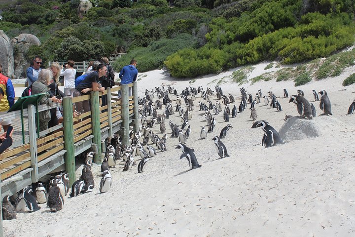 Private Visit To Hermanus Whale Watching Penguins And Winery + All fees included - Image 4