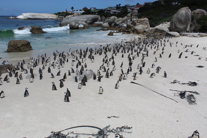 Private Visit To Hermanus Whale Watching Penguins And Winery + All fees included - Image 5