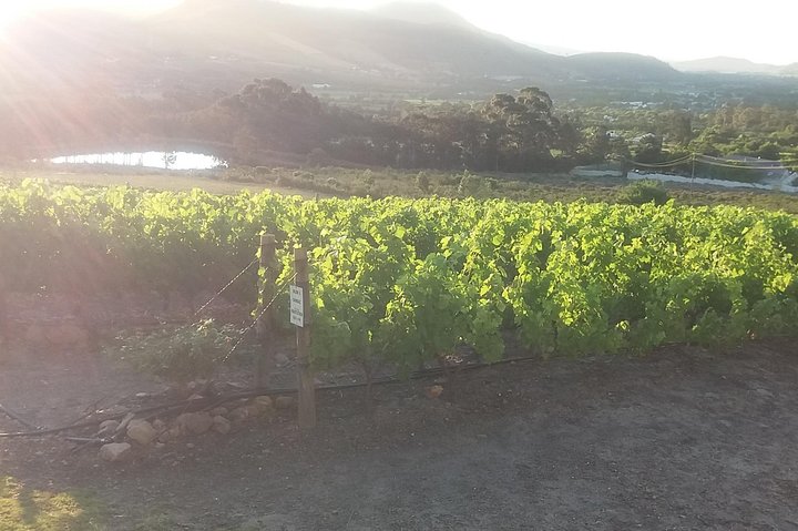 Private Visit to Wineries Stelenbosch from Cape Town Price/Group  - Image 5
