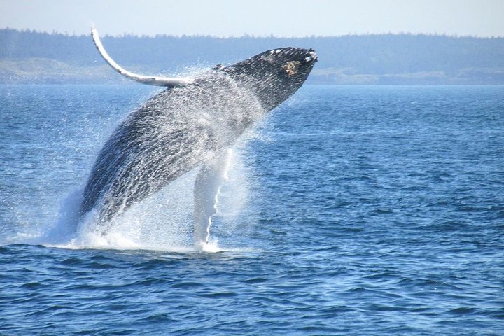 Private Whale Watching & Wine Tour - Image 1