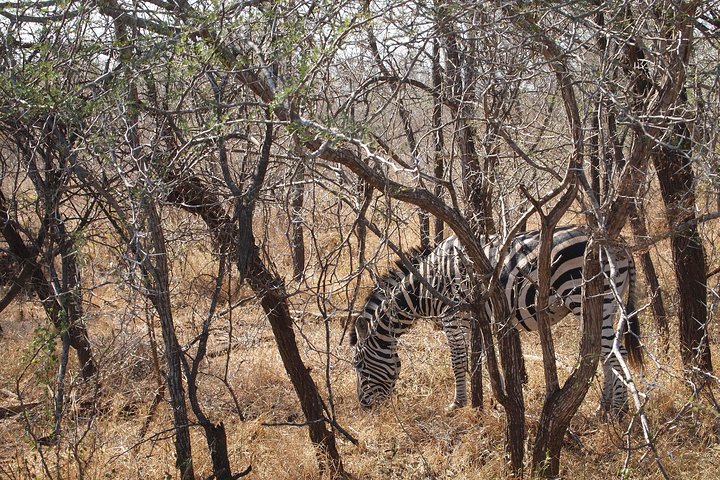 Private Wildlife and Wine Tour - Image 3