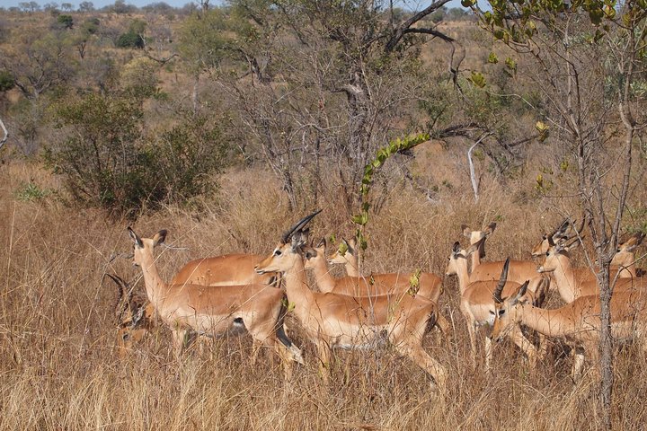 Private Wildlife and Wine Tour - Image 2