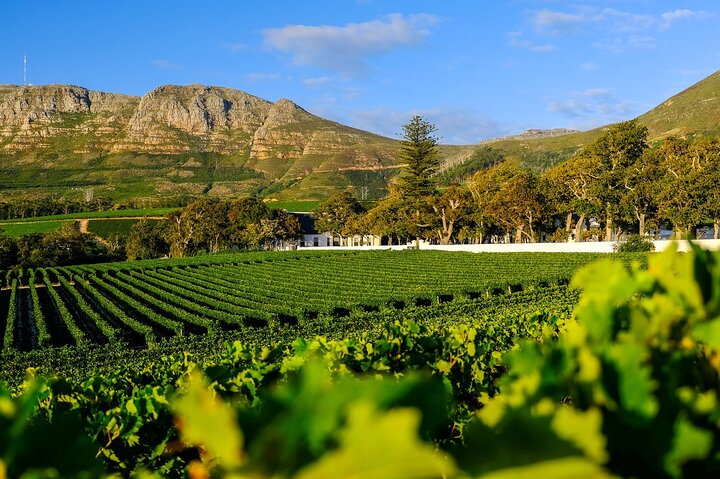 Private Wine Tasting & ZipLining Tour - Image 1
