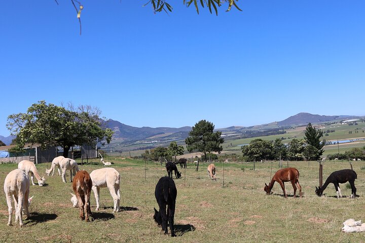 Private Wine Tour Cape Town with Local Guide, Tasting Fees Includ - Image 2