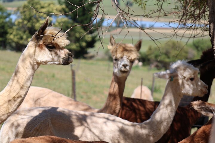 Private Wine Tour Cape Town with Local Guide, Tasting Fees Includ - Image 3