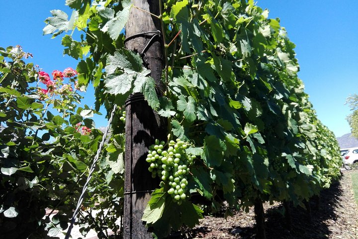 Private Wine Tour in Stellenbosch, Franschhoek and Paarl - Image 4