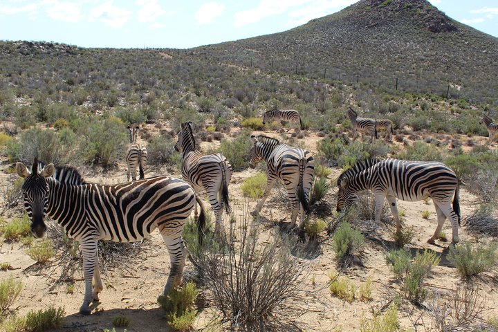 Return Transfer to Aquila Safari The Big 5 From Cape Town Excluding Entry Fees - Image 3