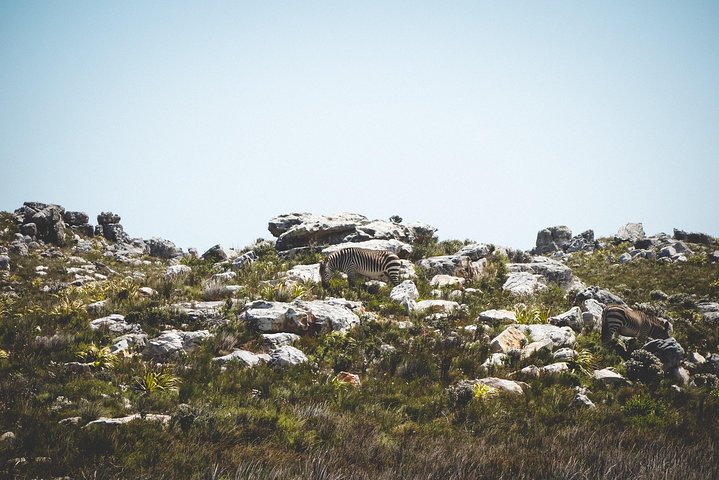 Robben Island Skip The Line Tickets - Image 2