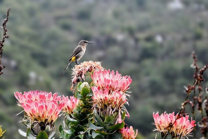 Robben Island, Table Mountain and kirstenbosch from Cape Town - Image 1
