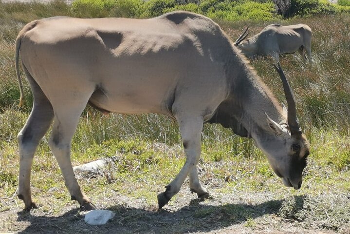 Safari Big 5: A Full-Day Guided Tour in Aquila Private Game Reserve - Image 3