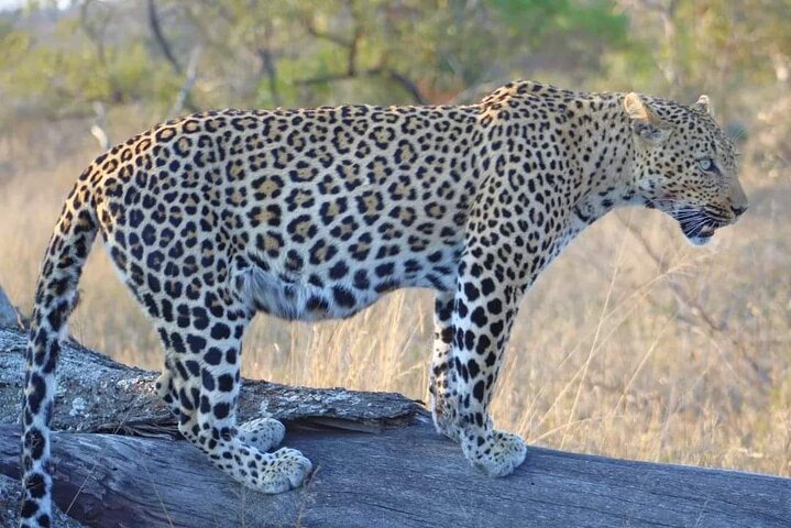 Safari Big 5: A Full-Day Guided Tour in Aquila Private Game Reserve - Image 2