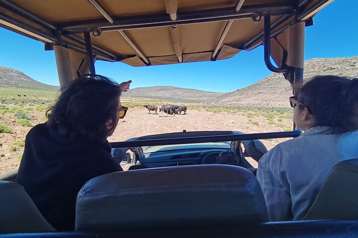 Safari Big 5: A Full-Day Guided Tour in Aquila Private Game Reserve - Image 4