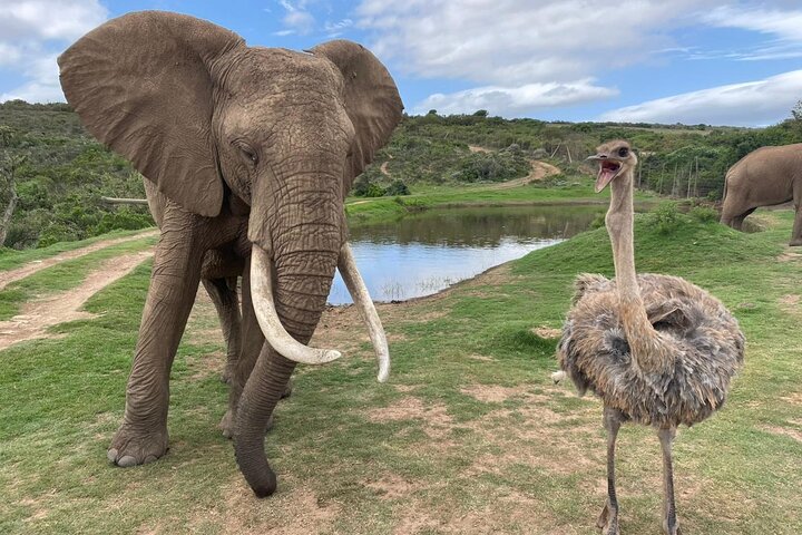 Safari Big 5: A Full-Day Guided Tour in Aquila Private Game Reserve - Image 1