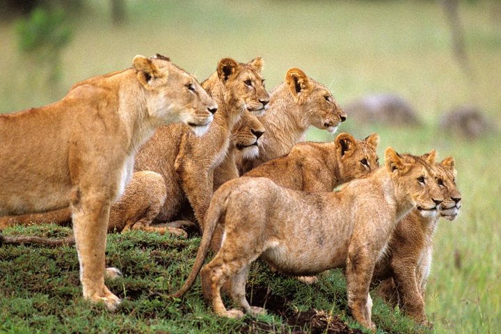 Safari (Groups) All inclusive - Image 2