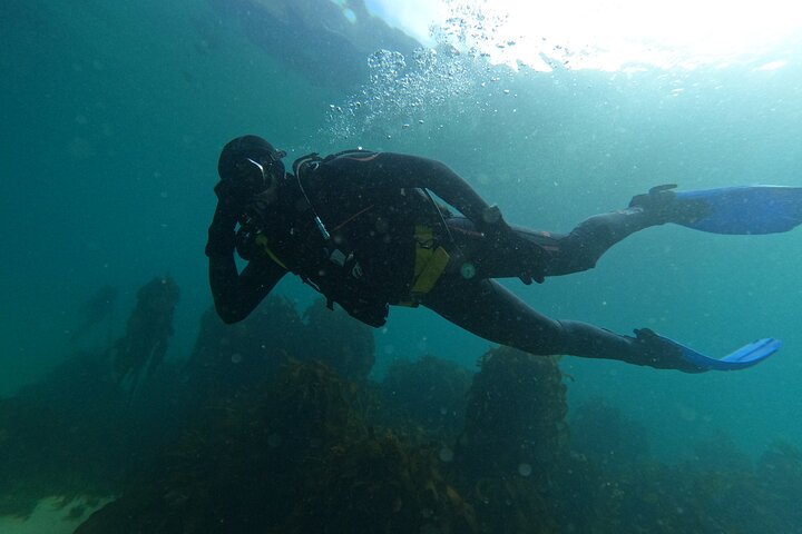 Scuba Diving Experience in Simonstown with an Expert - Image 3