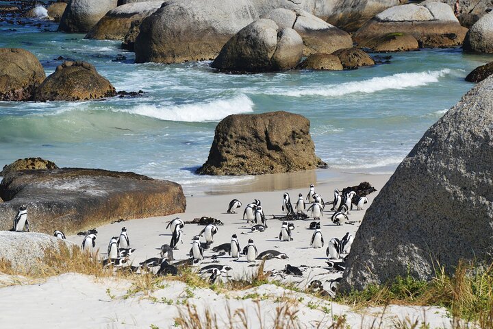 Sea Kayak and Cape Point Private Tour from Cape Town - Image 5