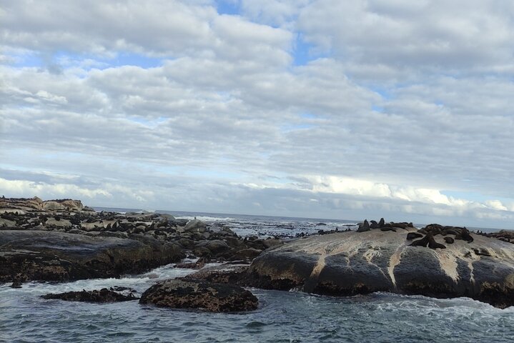 Seal Island,Cape of Good Hope&Penguins Shared Tour,From Cape Town - Image 3