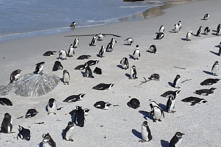 Seal Island,Cape of Good Hope&Penguins Shared Tour,From Cape Town - Image 4