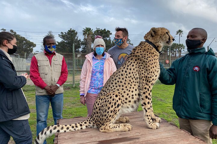 Shared: Cape Winelands, Cheetah Outreach & Kisternbosch Botanical Gardens Tour, - Image 3