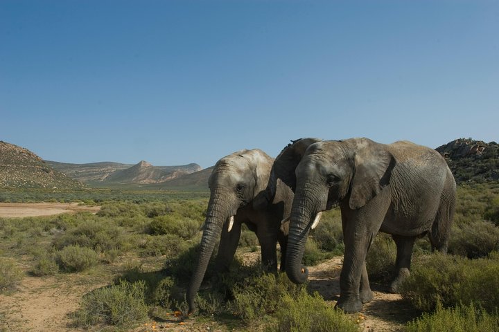 Shared Transfers to and from Safari Game Reserve (excluding entrance fees) - Image 5